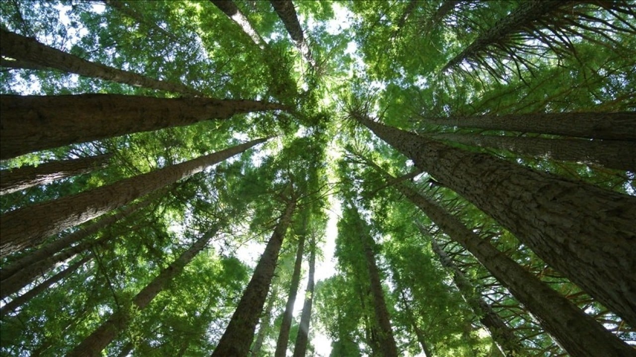 Foto - Almanya’dan Amazon’a dev taahhüt: Yağmur Ormanları Fonu’na 1 milyar euro destek