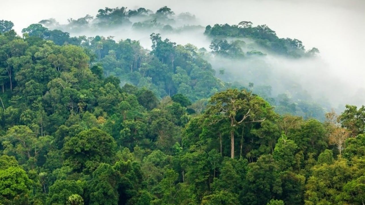 Foto - Almanya’dan Amazon’a dev taahhüt: Yağmur Ormanları Fonu’na 1 milyar euro destek