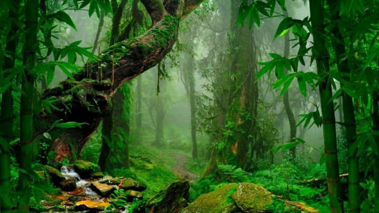 Foto - Almanya’dan Amazon’a dev taahhüt: Yağmur Ormanları Fonu’na 1 milyar euro destek