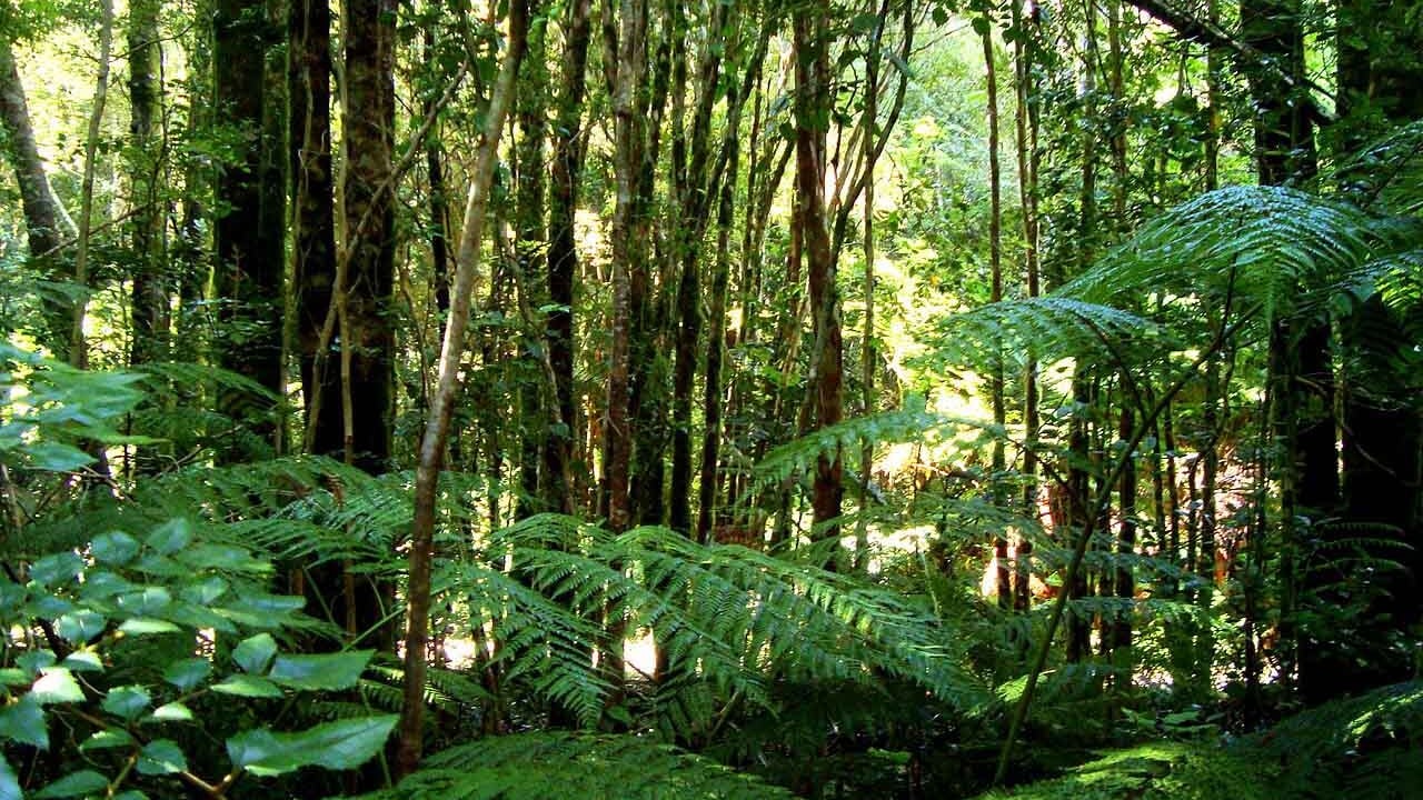 Foto - Almanya’dan Amazon’a dev taahhüt: Yağmur Ormanları Fonu’na 1 milyar euro destek