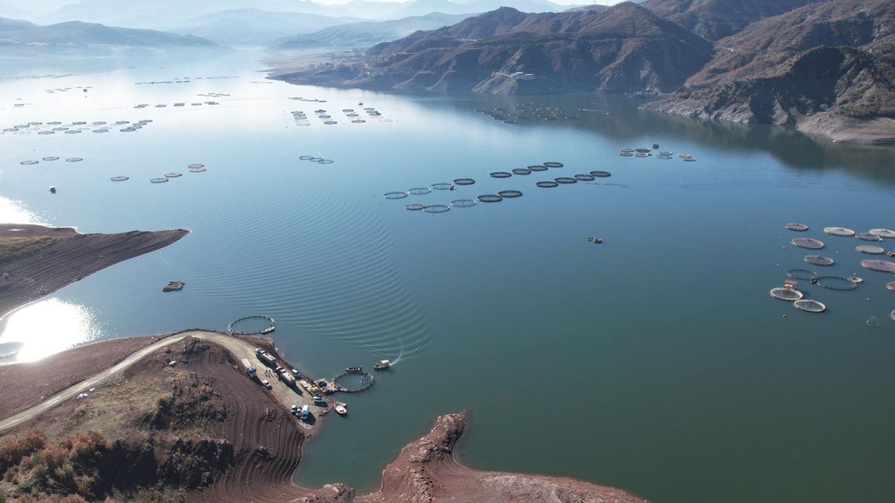 Foto - Almus'un kuzuları… Denizi bile yok ama okyanusların ötesine ulaşıyor!