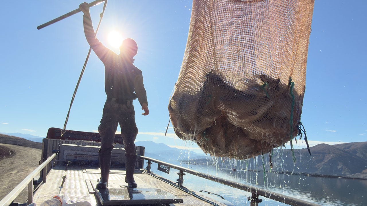 Foto - Almus'un kuzuları… Denizi bile yok ama okyanusların ötesine ulaşıyor!