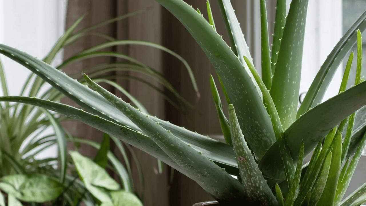 Foto - Şampuan kel bırakıyor diyenler bunu yapın!