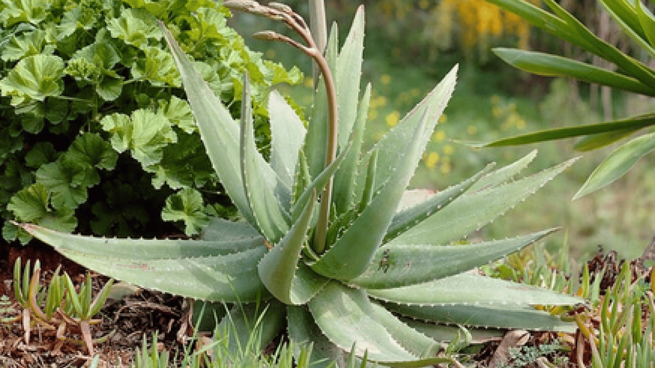 Foto - Şampuan kel bırakıyor diyenler bunu yapın!