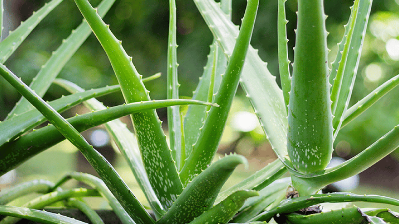 Foto - Şampuan kel bırakıyor diyenler bunu yapın!