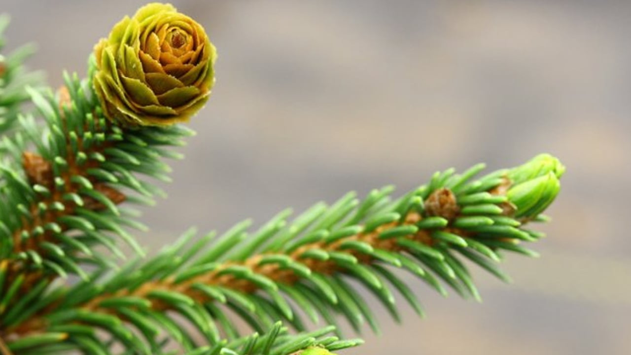 Altın aramak denince akla hep yerin altı gelir ama bu defa altın ağaçlardan çıkıyor