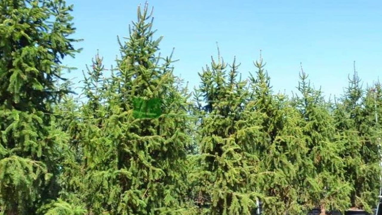 Foto - Altın aramak denince akla hep yerin altı gelir ama bu defa altın ağaçlardan çıkıyor