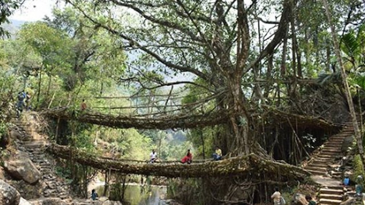 Foto - Altın aramak denince akla hep yerin altı gelir ama bu defa altın ağaçlardan çıkıyor
