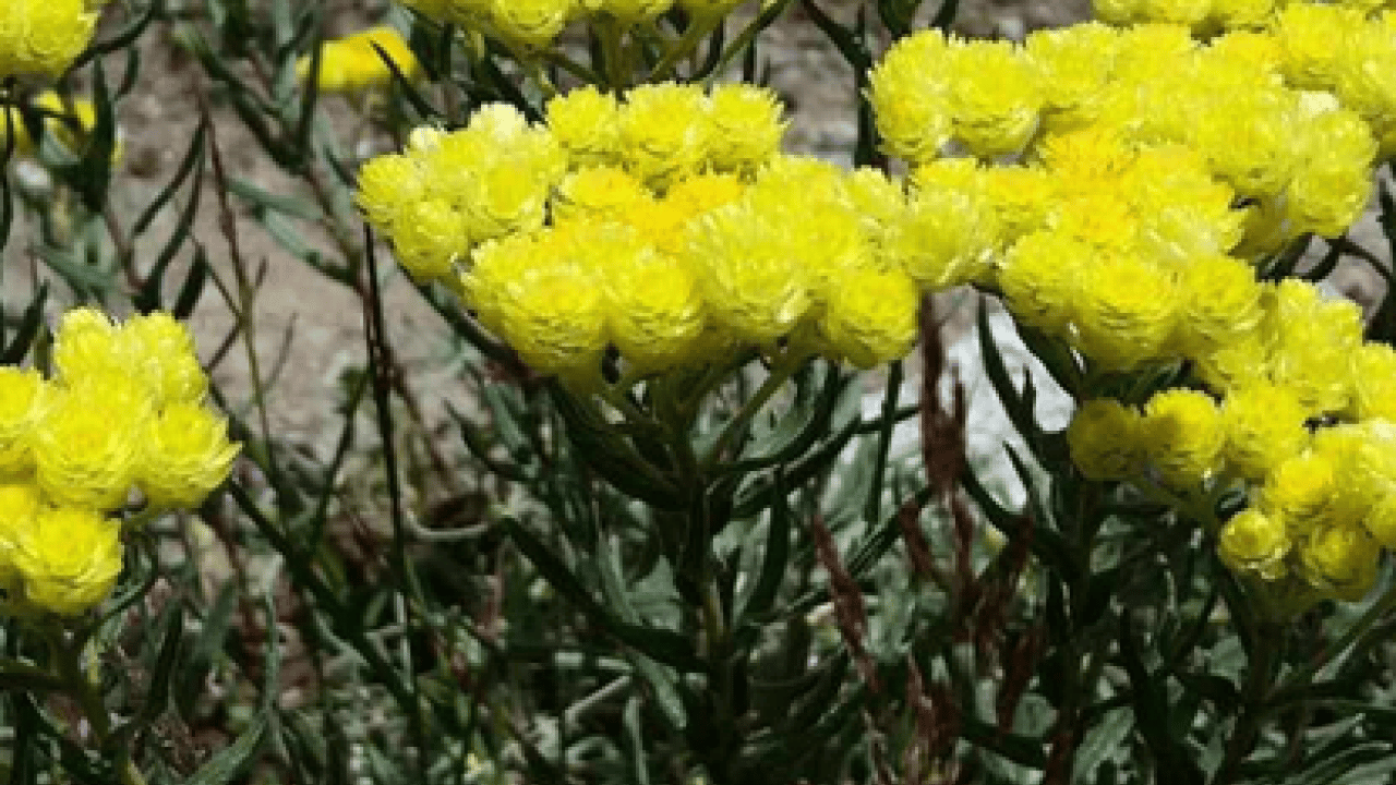 Foto - Altın otunun faydaları: Altın otu neye iyi gelir, altın çiçeği çayı zayıflatır mı?