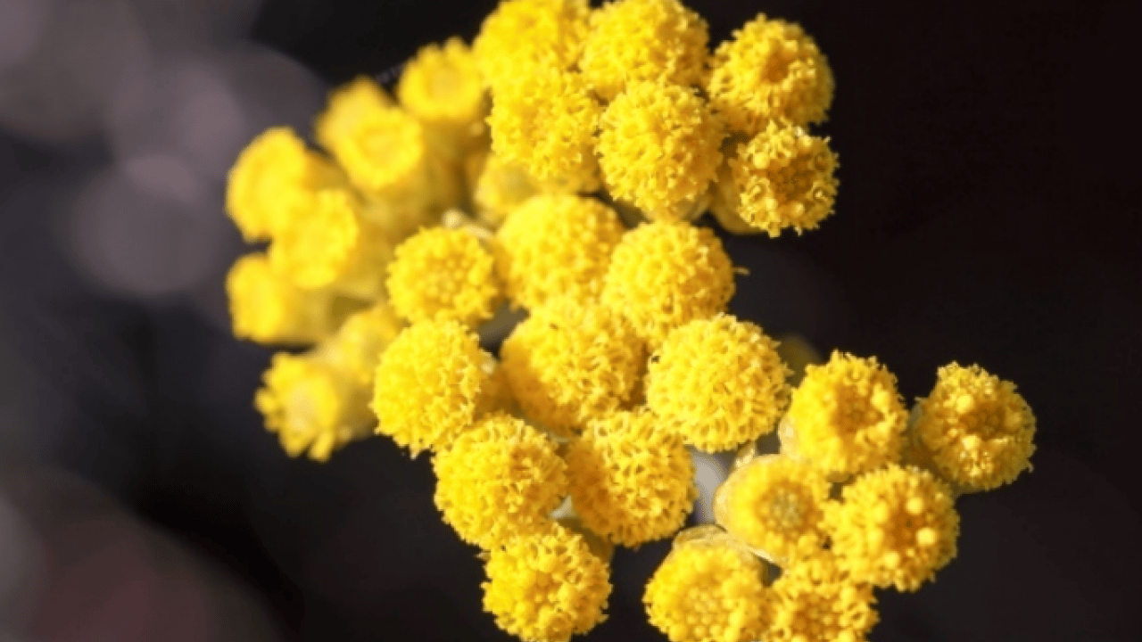 Foto - Altın otunun faydaları: Altın otu neye iyi gelir, altın çiçeği çayı zayıflatır mı?