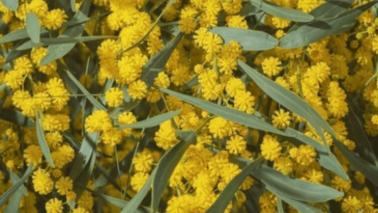 Foto - Altın otunun faydaları: Altın otu neye iyi gelir, altın çiçeği çayı zayıflatır mı?