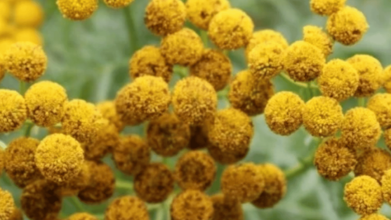 Foto - Altın otunun faydaları: Altın otu neye iyi gelir, altın çiçeği çayı zayıflatır mı?