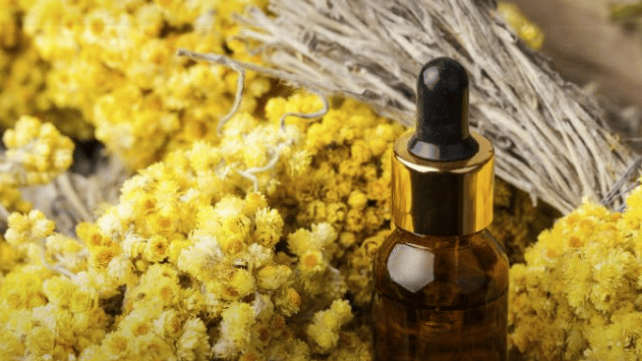 Foto - Altın otunun faydaları: Altın otu neye iyi gelir, altın çiçeği çayı zayıflatır mı?