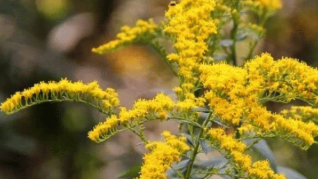 Foto - Altın otunun faydaları: Altın otu neye iyi gelir, altın çiçeği çayı zayıflatır mı?