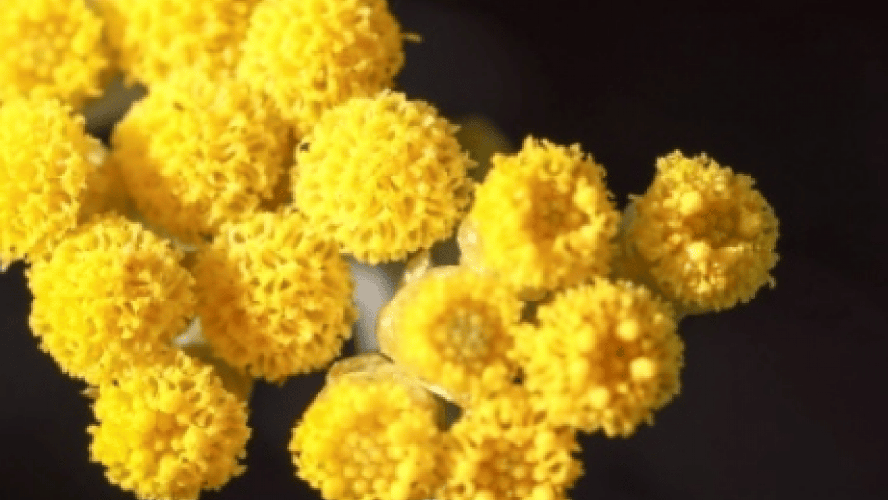 Foto - Altın otunun faydaları: Altın otu neye iyi gelir, altın çiçeği çayı zayıflatır mı?