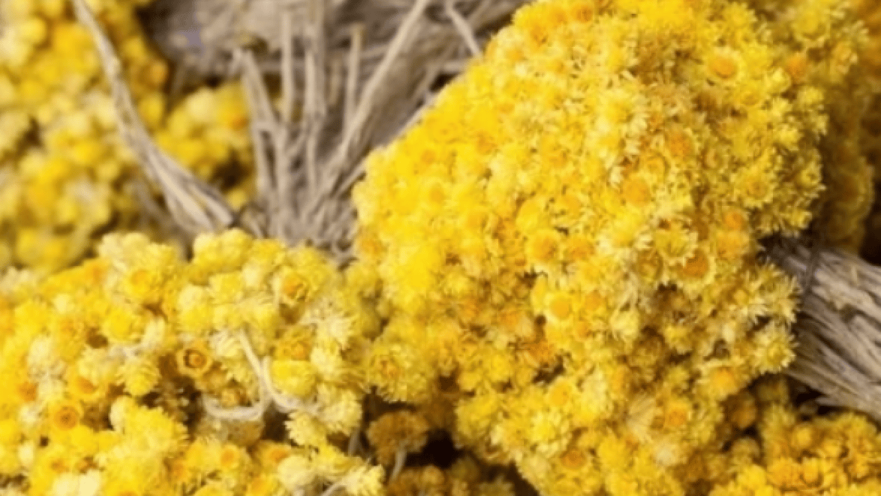 Foto - Altın otunun faydaları: Altın otu neye iyi gelir, altın çiçeği çayı zayıflatır mı?