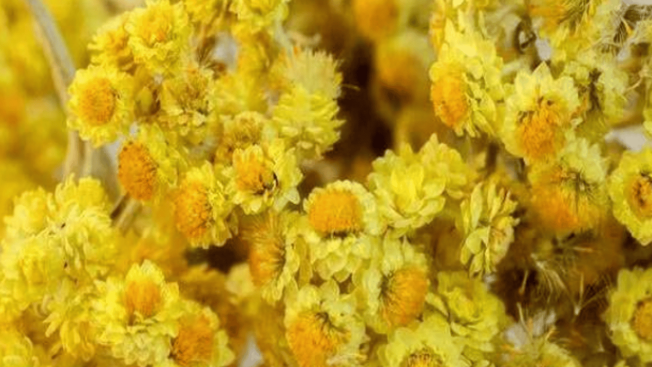 Foto - Altın otunun faydaları: Altın otu neye iyi gelir, altın çiçeği çayı zayıflatır mı?