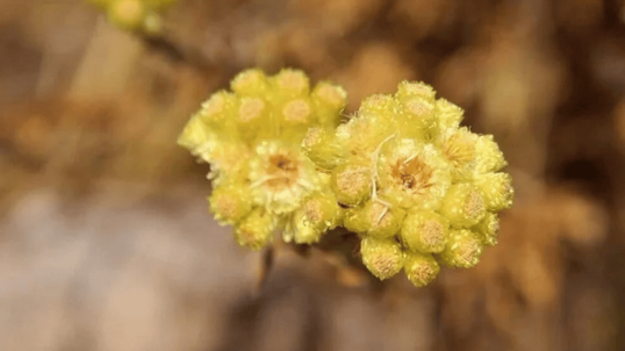 Altın otunun faydaları: Altın otu neye iyi gelir, altın çiçeği çayı zayıflatır mı?