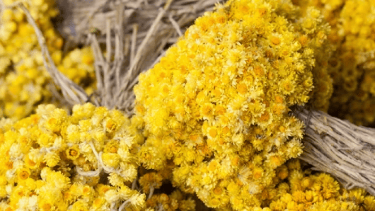 Foto - Altın otunun faydaları: Altın otu neye iyi gelir, altın çiçeği çayı zayıflatır mı?