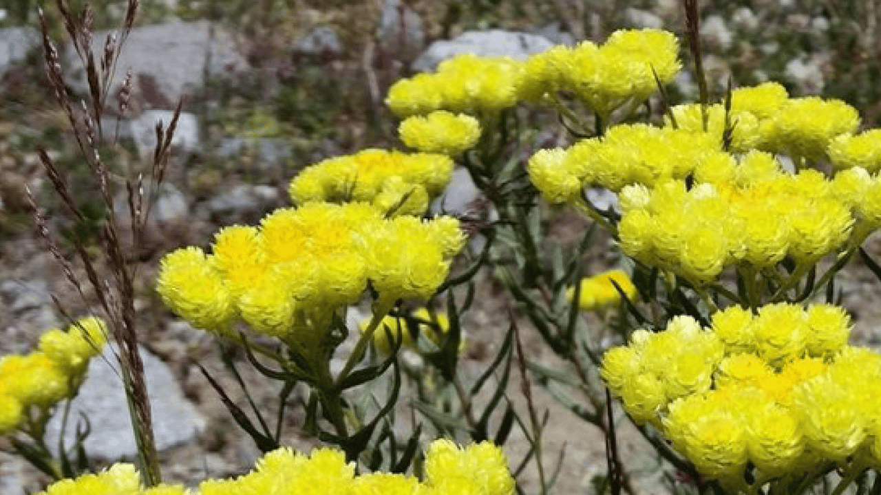 Foto - Altın otunun faydaları: Altın otu neye iyi gelir, altın çiçeği çayı zayıflatır mı?
