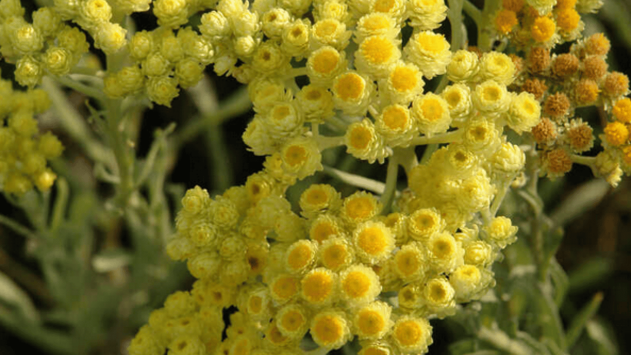 Foto - Altın otunun faydaları: Altın otu neye iyi gelir, altın çiçeği çayı zayıflatır mı?