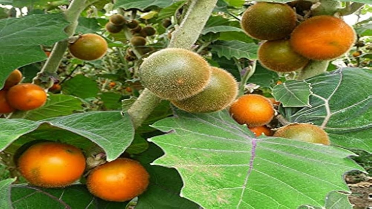 Foto - Altından daha değerli! Bu meyvenin ülke dışına çıkarılması yasak