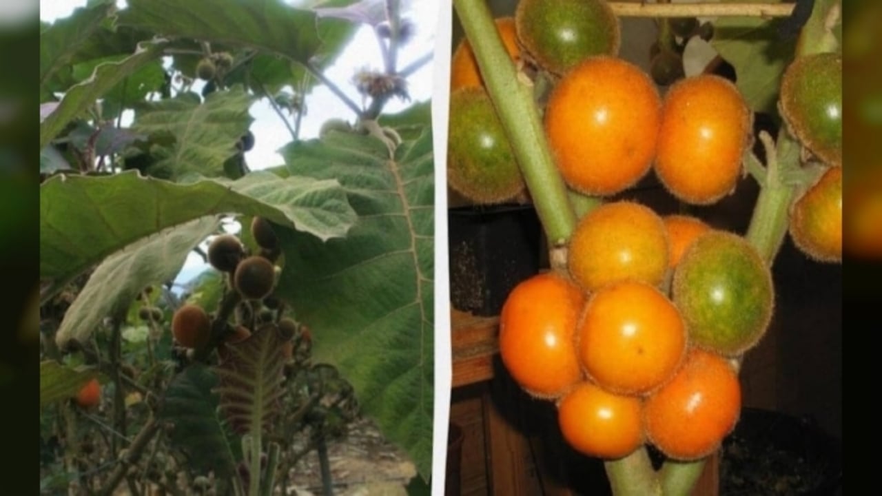 Foto - Altından daha değerli! Bu meyvenin ülke dışına çıkarılması yasak