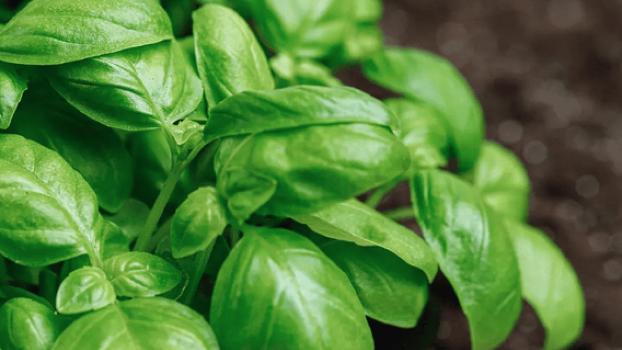 Foto - Aman dikkat artık! Buzdolabında zehirleyen 5 sebze: Tadı değişmiyor, zehirliyor!