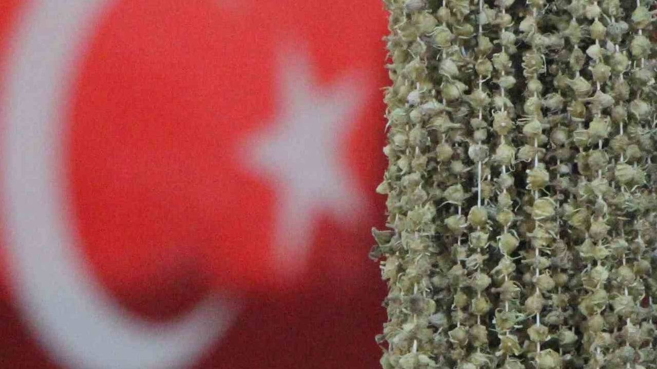 Foto - Amasya çiçek bamyası üreticileri, Uganda bamyasını ombdusmana şikayet etti
