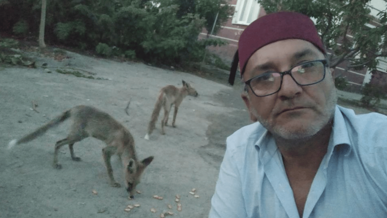 Amasya'da küs kardeşlerin "tilki rekabeti’ herkesi şaşırttı: Abi etle, kardeş tatlıyla besliyor