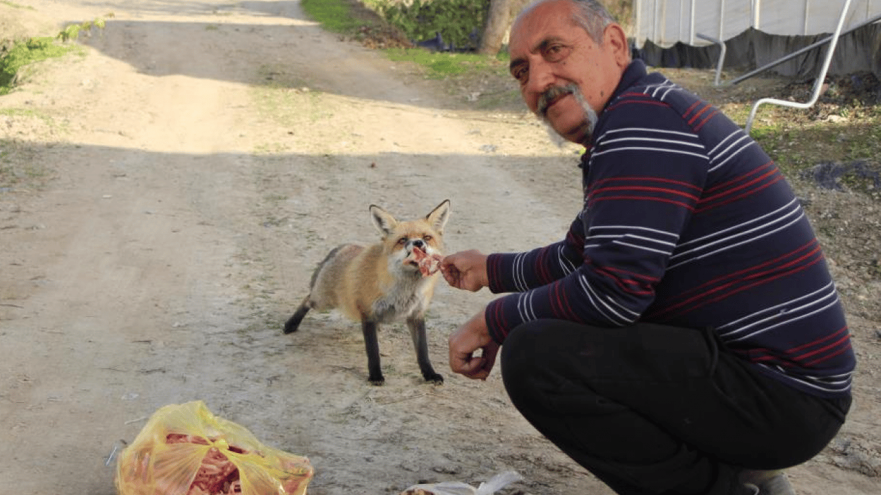 Foto - Amasya'da küs kardeşlerin "tilki rekabeti’ herkesi şaşırttı: Abi etle, kardeş tatlıyla besliyor