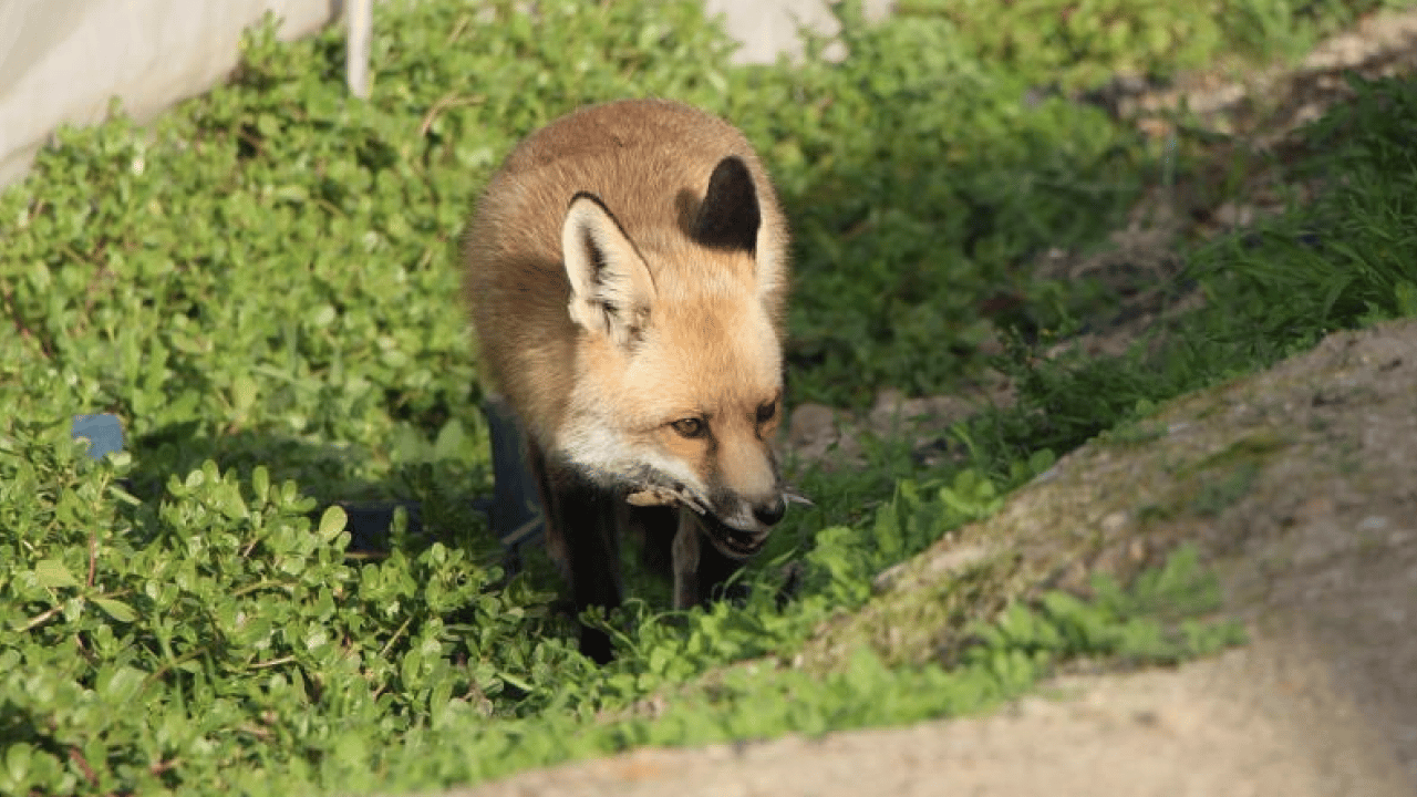 Foto - Amasya'da küs kardeşlerin "tilki rekabeti’ herkesi şaşırttı: Abi etle, kardeş tatlıyla besliyor
