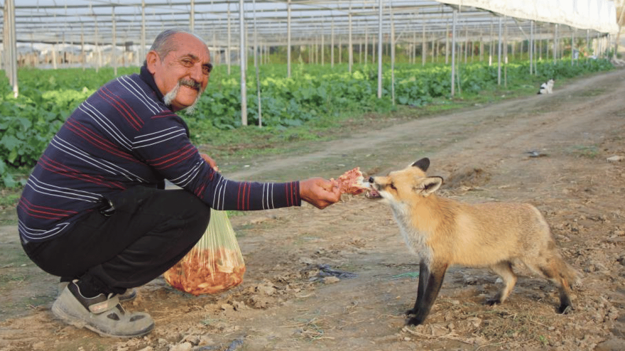 Foto - Amasya'da küs kardeşlerin "tilki rekabeti’ herkesi şaşırttı: Abi etle, kardeş tatlıyla besliyor