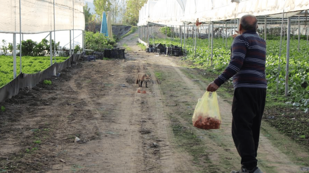 Foto - Amasya'da küs kardeşlerin "tilki rekabeti’ herkesi şaşırttı: Abi etle, kardeş tatlıyla besliyor