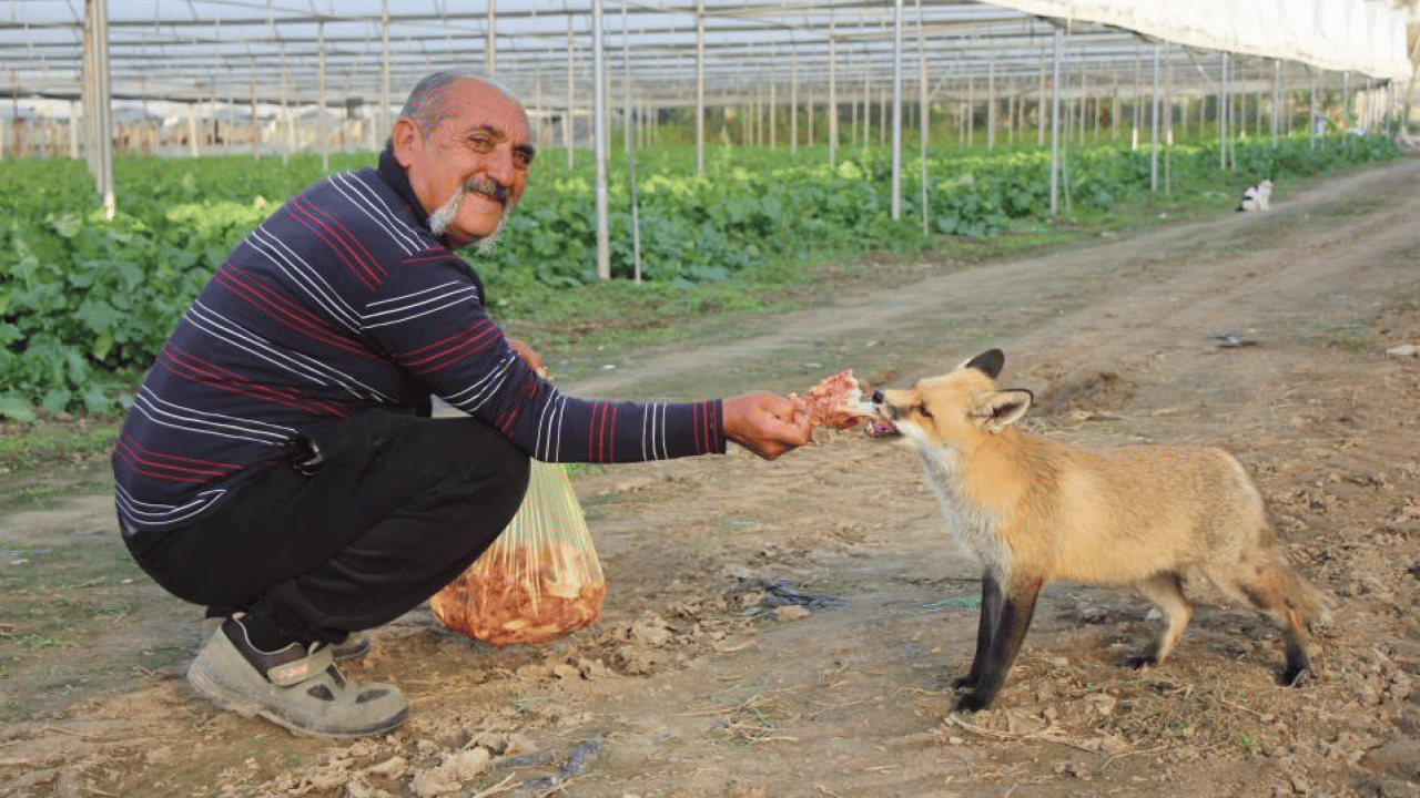 Amasyalı çiftçi tilki ile ilginç bir dostluk kurdu! Seranın bekçisi oldu: Karşılığında döner yiyor