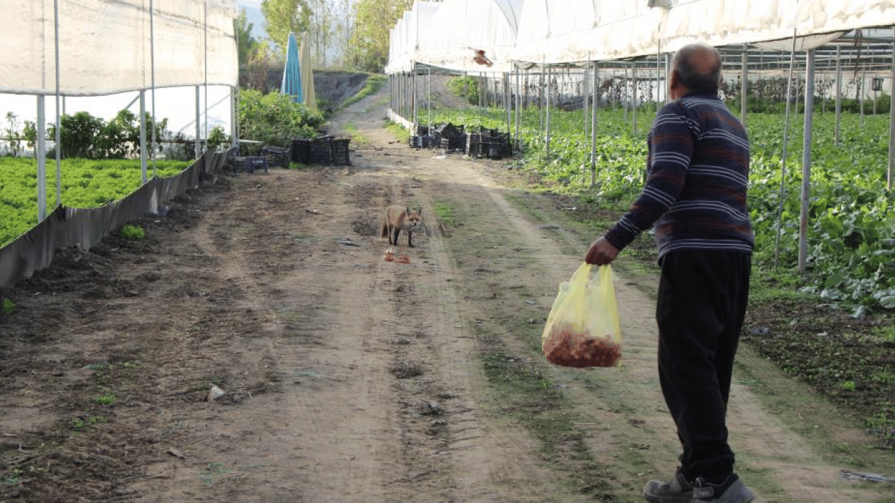 Foto - Amasyalı çiftçi tilki ile ilginç bir dostluk kurdu! Seranın bekçisi oldu: Karşılığında döner yiyor
