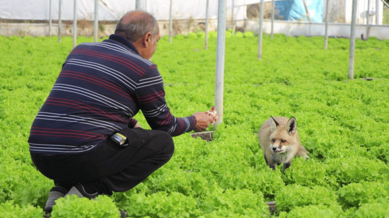 Foto - Amasyalı çiftçi tilki ile ilginç bir dostluk kurdu! Seranın bekçisi oldu: Karşılığında döner yiyor