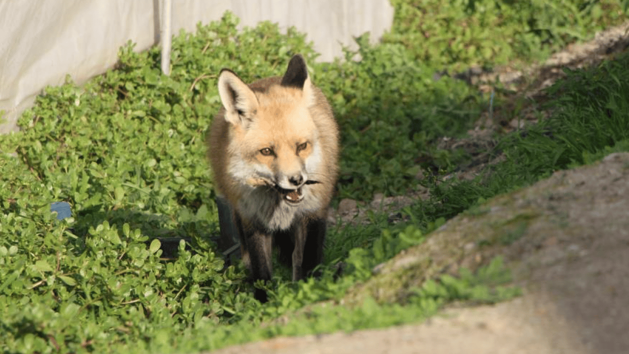 Foto - Amasyalı çiftçi tilki ile ilginç bir dostluk kurdu! Seranın bekçisi oldu: Karşılığında döner yiyor
