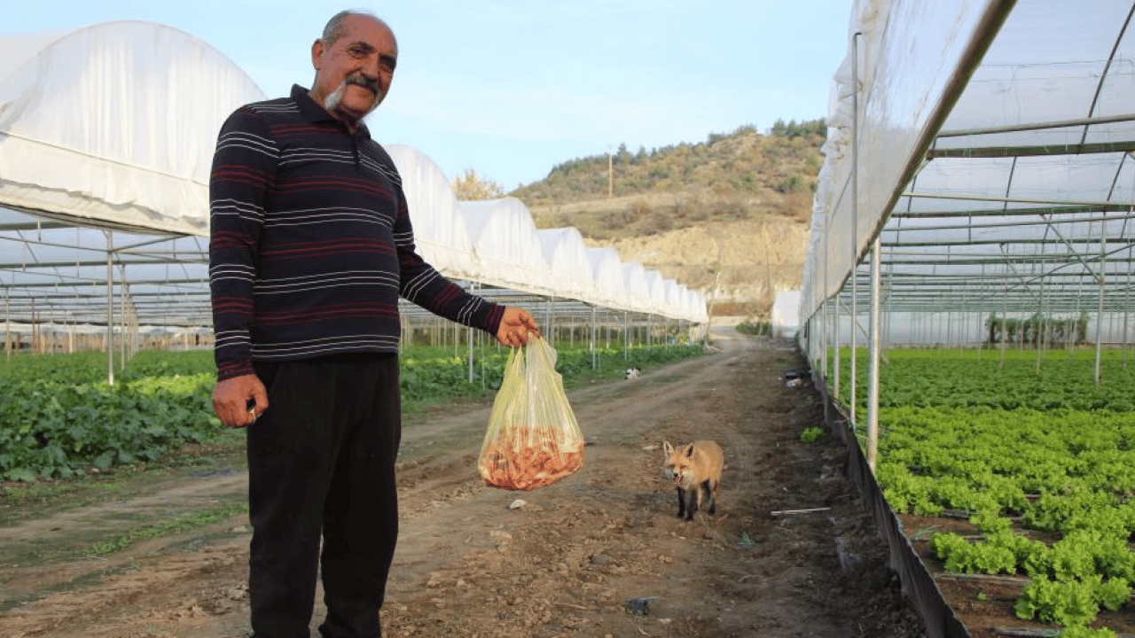 Foto - Amasyalı çiftçi tilki ile ilginç bir dostluk kurdu! Seranın bekçisi oldu: Karşılığında döner yiyor
