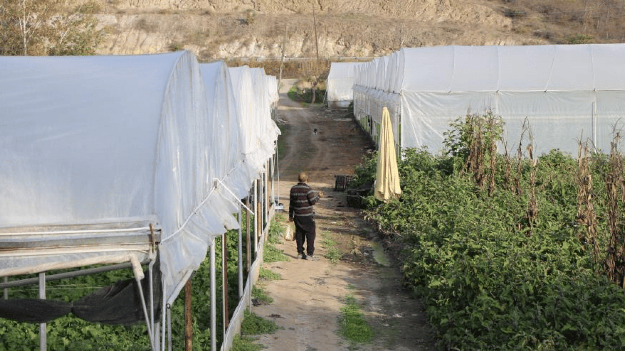 Foto - Amasyalı çiftçi tilki ile ilginç bir dostluk kurdu! Seranın bekçisi oldu: Karşılığında döner yiyor