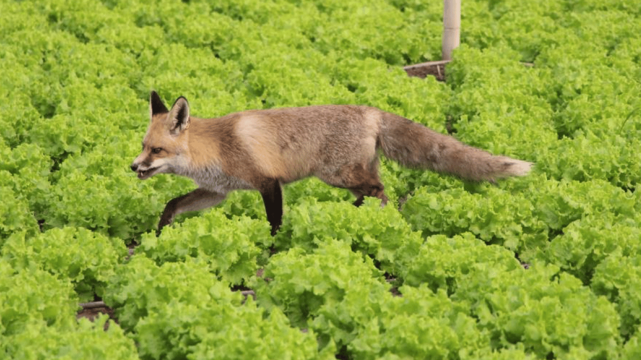 Foto - Amasyalı çiftçi tilki ile ilginç bir dostluk kurdu! Seranın bekçisi oldu: Karşılığında döner yiyor