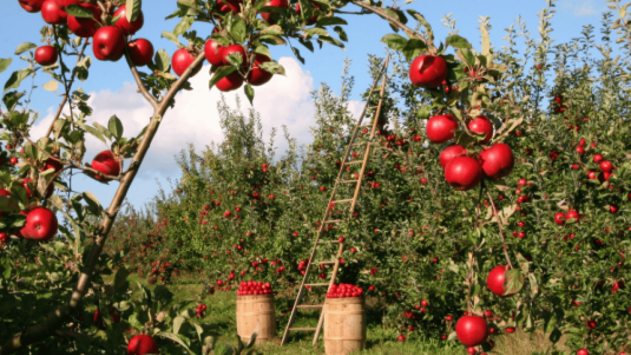 Foto - Amasya'nın tescilli misket elması yok satıyor: Don afeti üretimi düşürmüştü! Taklitlerinden kolayca ayırt etmek mümkün