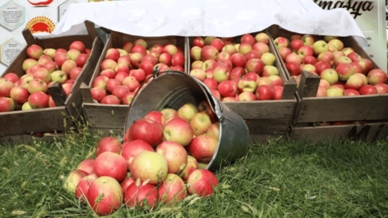 Foto - Amasya'nın tescilli misket elması yok satıyor: Don afeti üretimi düşürmüştü! Taklitlerinden kolayca ayırt etmek mümkün