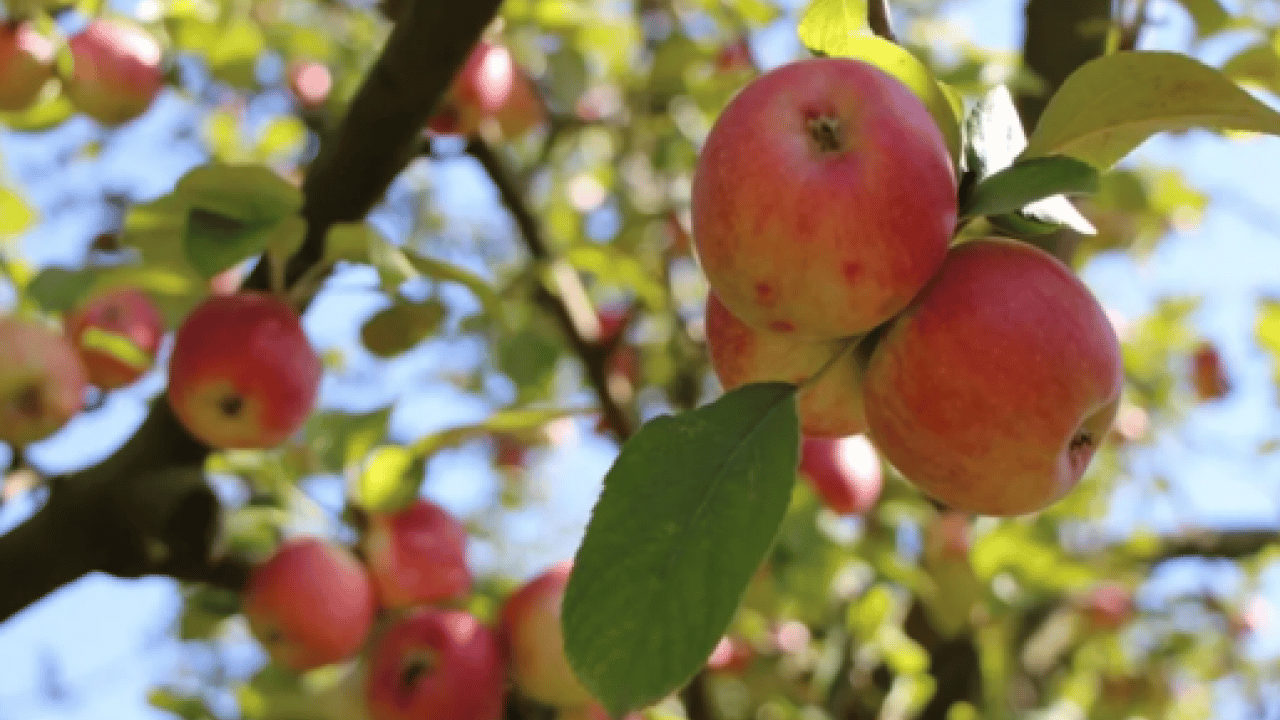 Amasya'nın tescilli misket elması yok satıyor: Don afeti üretimi düşürmüştü! Taklitlerinden kolayca ayırt etmek mümkün