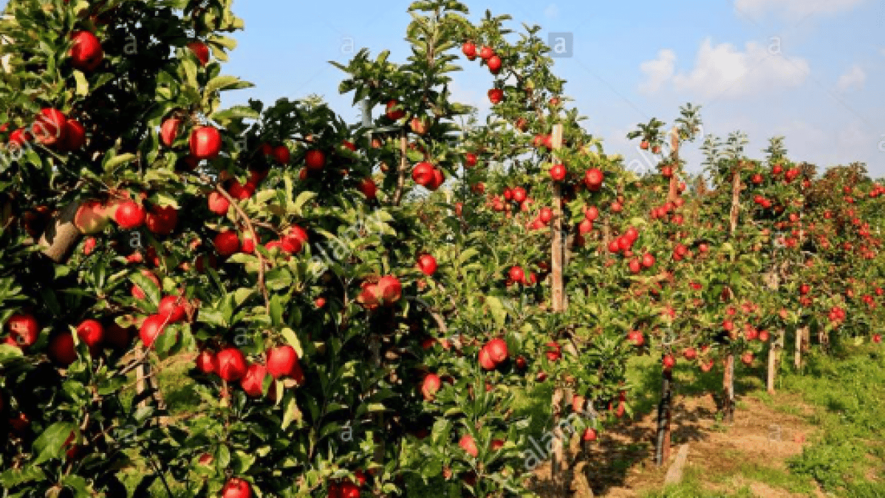Foto - Amasya'nın tescilli misket elması yok satıyor: Don afeti üretimi düşürmüştü! Taklitlerinden kolayca ayırt etmek mümkün