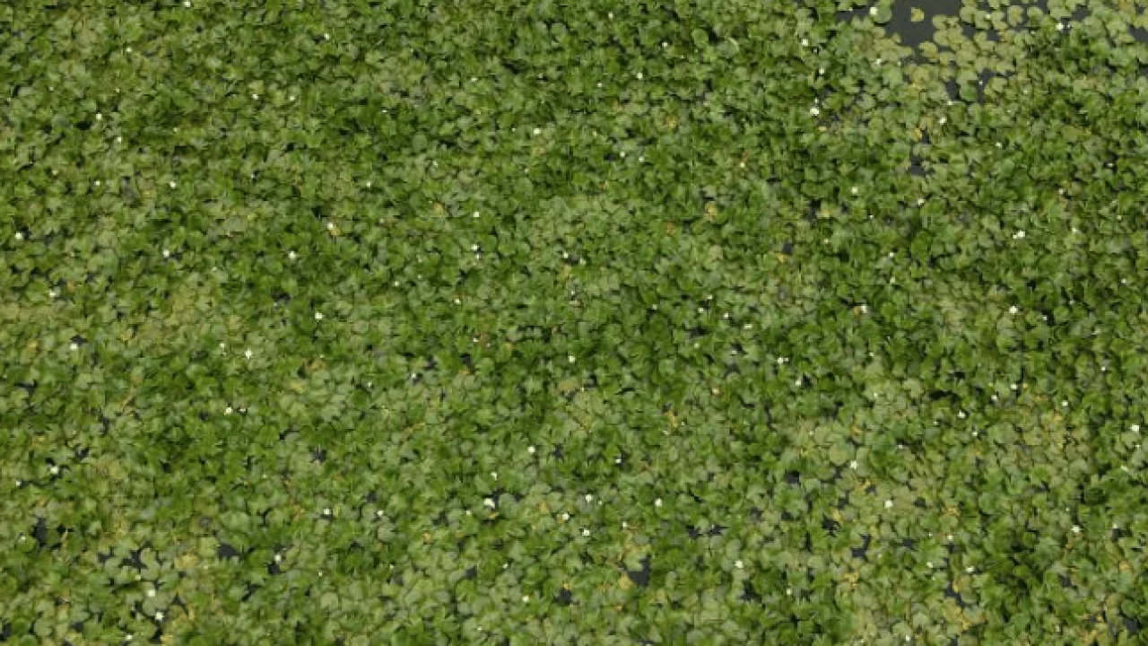 Foto - Amazon ormanlarından kuşlar getirdi! Cezası tam 700 bin lira!