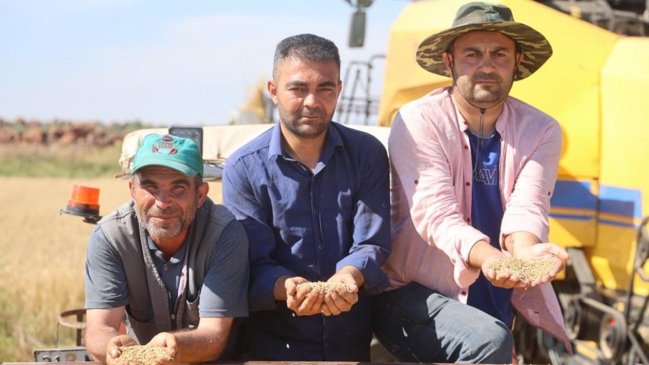 Foto - Amik Ovası’ndan buğday fışkırıyor Bereketli topraklarda hasat zamanı