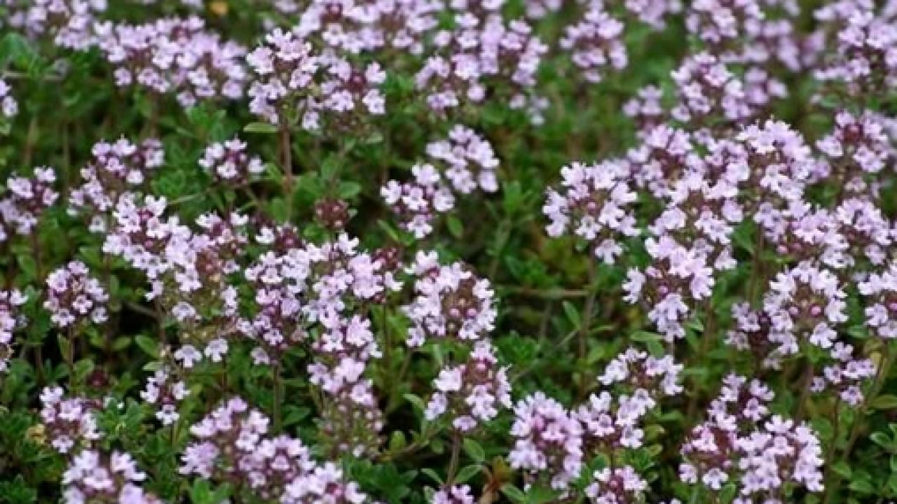 Foto - Anadolu'dan dünyaya yayılan kekik o hastalığın şifa kaynağı olacak! Kekikteki karvakrol... Kekik bitkisi, doğal destek
