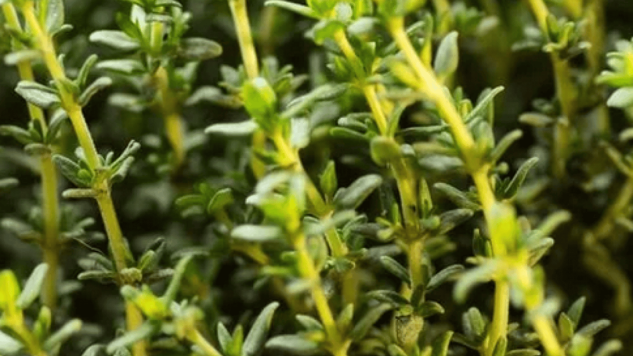 Foto - Anadolu'dan dünyaya yayılan kekik o hastalığın şifa kaynağı olacak! Kekikteki karvakrol... Kekik bitkisi, doğal destek