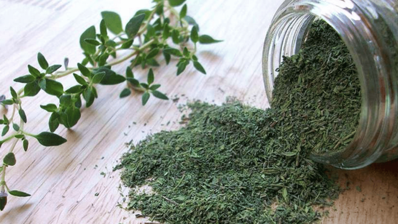 Anadolu'dan dünyaya yayılan kekik o hastalığın şifa kaynağı olacak! Kekikteki karvakrol... Kekik bitkisi, doğal destek